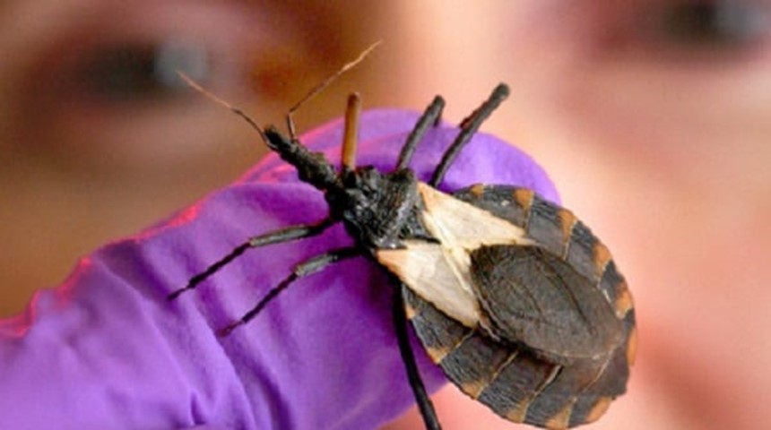 Chagas disease carrying bug called a triatomine or kissing bug.