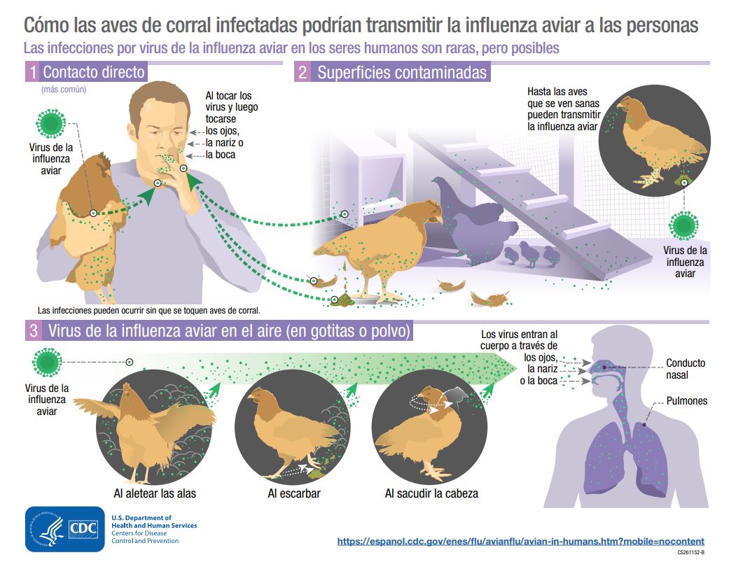 How bird flu spreads from poultry to people infographic in Spanish