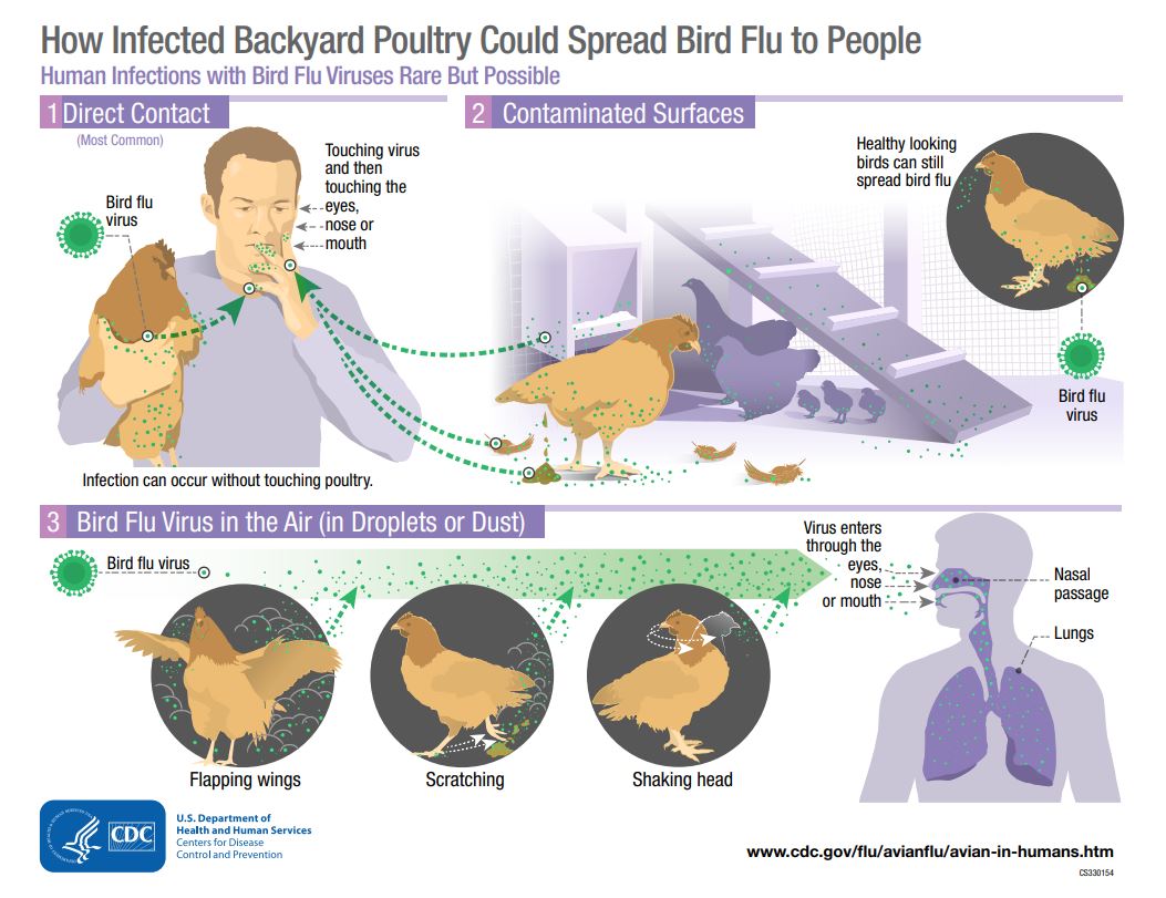 How bird flu spreads from poultry to people infographic