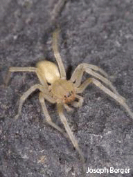 Yellow Sac Spider.