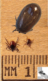 Engorged female tick.