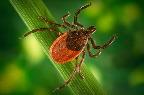 Female Ixodes pacificus tick