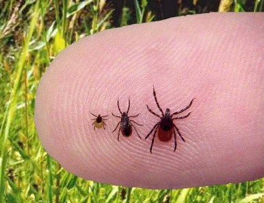 Ticks on finger.