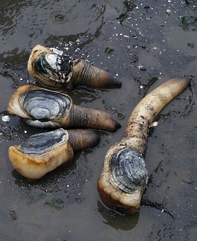 Geoducks.