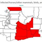 WA map with red section showing county with WNV cases