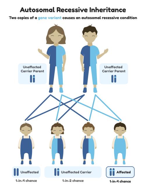 Autosomal Recessive Inheritance Infographic