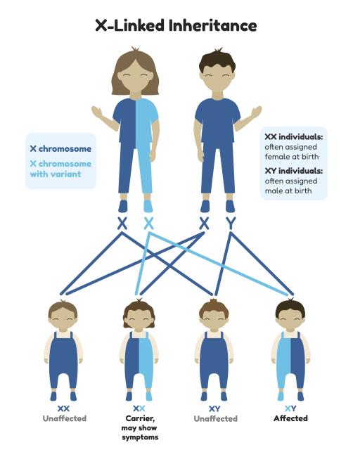 X-Linked Inheritance infographic